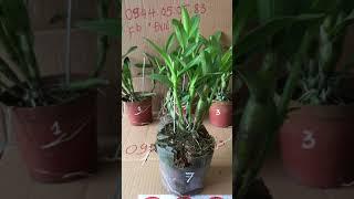 Đức minh - đùi gà đột biến - bảo hành mặt hoa - 0944.050583 - 0985907413 (17.3.2019)