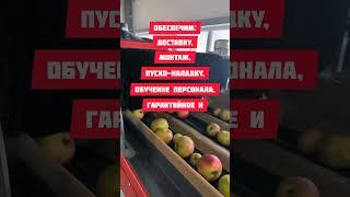 Предлагаем линии сортировки яблок SORTER  #агротехнологии #яблоки #садовоеоборудование #сортер