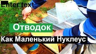 Пасека # 77 Маленький отводок, как нуклеус | Пчеловодство для начинающих
