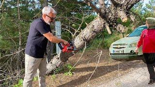 A TREE FALLED ON THE CAMPING AREA ROAD