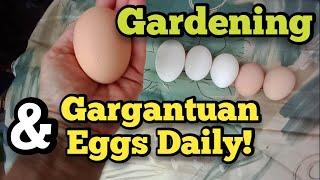 Gardening and Gargantuan Eggs! - Ann's Tiny Life