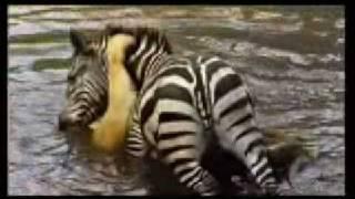 Zebra Drowning a Lion