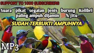 suara pikat semua jenis burung Kolibri_full durasi 1jam_100% ampuh.