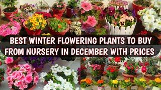 BEST WINTER FLOWERING PLANTS TO BUY FROM NURSERY IN DECEMBER WITH PRICES | BEST WINTER FLOWERS 