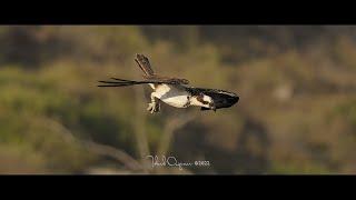 Successful Power Dive by an Osprey #birdsofyoutube #birdsofprey #osprey #wildlife #birdlovers