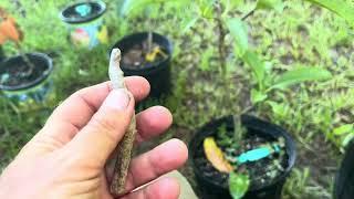 Grafting sapodilla tropical fruit trees