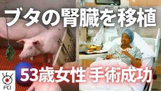 手術後は回復傾向 遺伝子操作の豚腎臓を移植