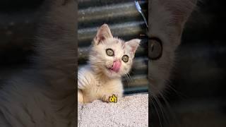 cat meowing to attract cats,cat videos,cat sound,cat sounds to attract cats,cat,cats meowing,kittens