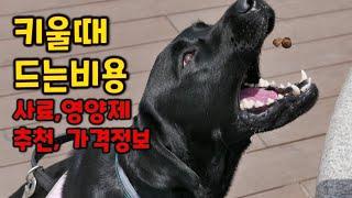 대형견 블랙랩 키울때 드는 비용 래브라도 리트리버 - 반려견 강아지 댕댕이 사료 영양제 가격 비용