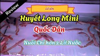 Huyết Long Mini INDO hơn 2 LíT NƯỚC | Cá Rồng Sài Gòn Review