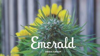 What Is Emerald Media?