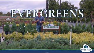 Evergreens for DAYS at Red River Nursery