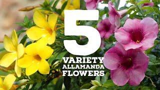 5 Variety Allamanda flowers || Allamanda Plant Types