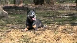 Dogs 101  Australian Cattle Dog