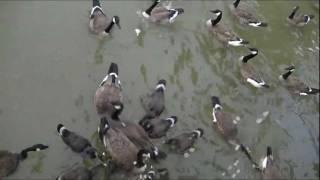 123 seconds of geese and mallards