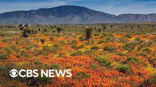 California's stunning wildfire "super bloom" visible from space