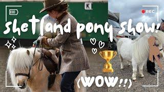 Showing a Shetland pony ~ still in shock  | TEDDY THE SHETLAND