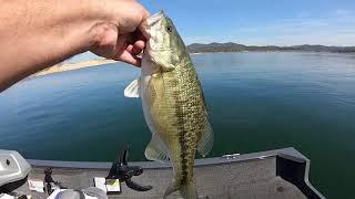 Bass Moving Up To Spawning Depths!!!