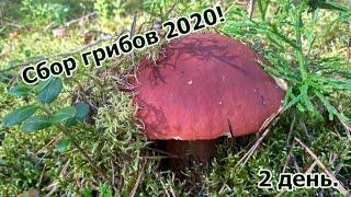 Сбор грибов 2020 | И что из этого получилось?