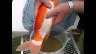 How to breed koi, hoe koi kweken door euro-koi