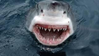 Great White Shark (Jaws Music)