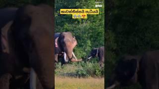 කාවන්තිස්සයි පැටියයි  | PathimS WILD