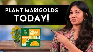 Unboxing Treasures Marigold Grow Kit | DIY Gardening