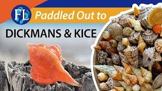 Shelling Dickmans & Kice️