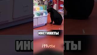 Медведь-сладкоежка