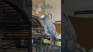 Even Giz has seen a wet fart   go bad  #talkingparrot #africangrey #gizmo