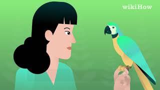 How to Teach Your Bird to Talk