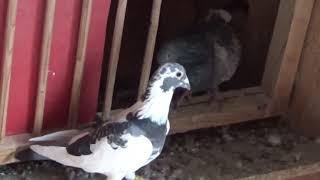 Racing Pigeons Fancier Mr Ivascu Nicolae Domnesti Ilfov Romania breeding males 2020 October 25