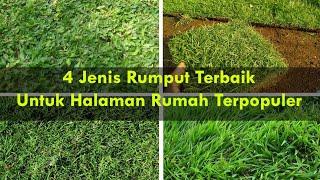 4 Jenis Rumput Terbaik Untuk Halaman Rumah Terpopuler