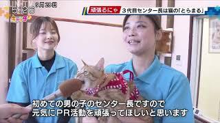 こうべ動物共生センター 3代目センター長は猫の「とらまる」