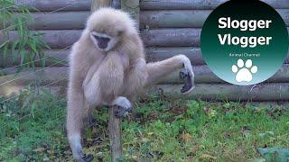 Hilarious Gibbons Freak Out About Rodent