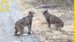 Así son los extraños gritos de dos linces enfrentados | National Geographic en Español