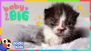 Potato-Sized Kitten Has An ENORMOUS Best Friend | Dodo Kids | Baby 2 Big