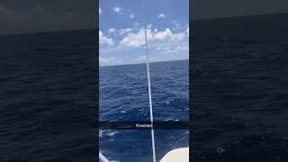 Mahi fishing Nc