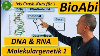 Molekulargenetik 1 DNA / RNA - Struktur und Funktion Anwendungsaufgaben  Fit für´s BioAbi 15 Punkte?