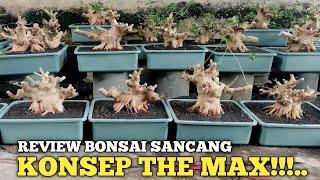 BONSAI SANCANG MEWAH KELAS TARUNG SEMUA!! BIKIN MATA MELOTOT MELIHATNYA CALON THE MAX WOW POKOKNYA