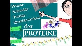 Die Primär-, Sekundär-, Tertiär-, Quartärstruktur der Proteine