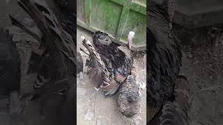 Turkey Bird #turkeybirds #danishahmedvlogs #shorts #ytshorts