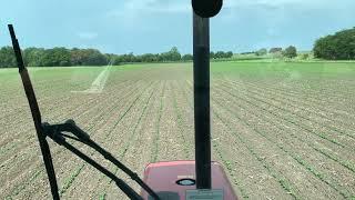 Row crop Cultivation on July 12 Soybeans