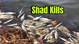 How To Catch Bass During A Winter Shad Kill…