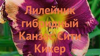 Лилейник гибридный Канзас Сити Кикер  обзор: как сажать, саженцы лилейника Канзас Сити Кикер