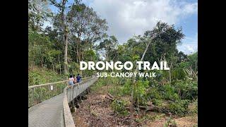 Drongo Trail Sub-Canopy Walk