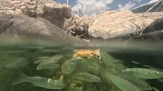 Fish feeding frenzy -  GoPro 11