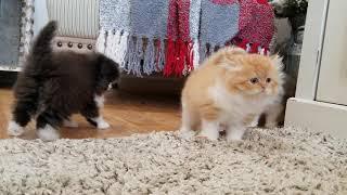 Persian Kittens Playing