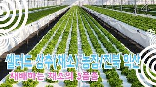 셀러드 상추(채소) 농장/전북 익산시/재배하는 채소의 3품종(카이피라, 프릴라이즈,이자벨)010-8627-4852