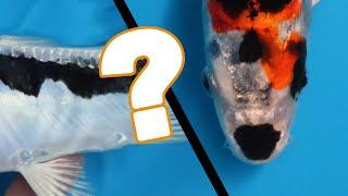 What Koi Fish variety is this?! [UNIQUE KOI VARIETY]